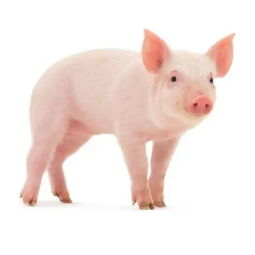 돼지새끼 마추기 썸네일