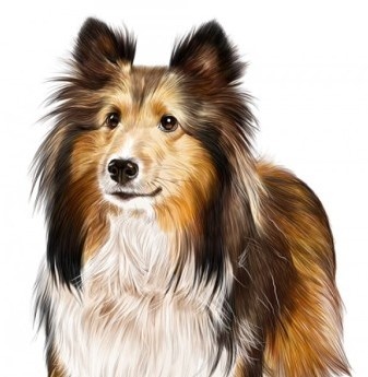 강아지 견종 맞히기 썸네일