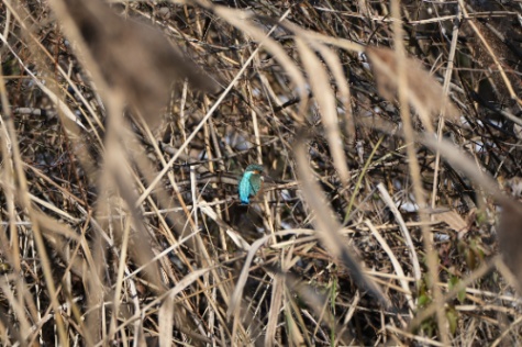 조류 동정 여름편