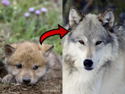 새끼 보고 동물 맞추기 썸네일