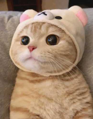포켓몬맞추기 썸네일
