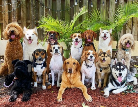 강아지 품종 맞추기 썸네일