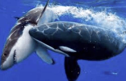 해양(바다)생물(동물) 맞추기