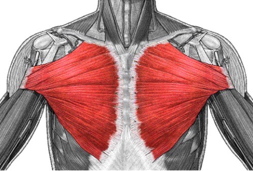 근육 이름 맞추기