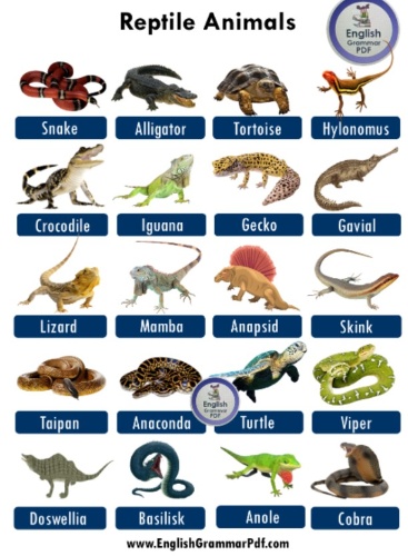 파충류 양서류 절지류 맞추기 썸네일