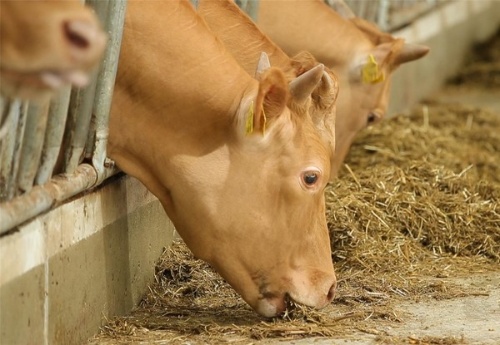 포천일고 전공심화반 (G)