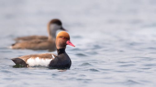 (조류동정)꿩과, 오리과