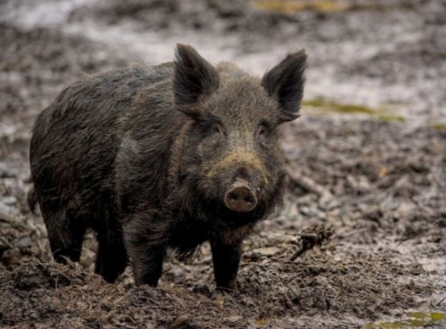 귀멸의 칼날 인물 퀴즈