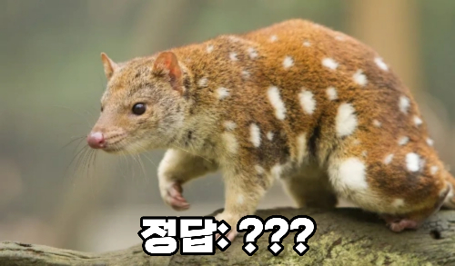 싱글벙글 동물 이름 맞추기 (초고수용) 썸네일