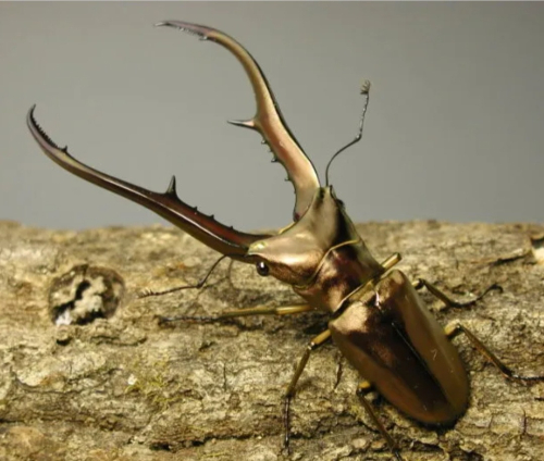 극악 동물 마추기 썸네일