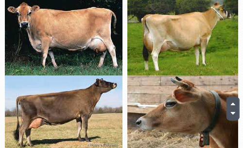 포천일고 동물자원 감별 수행 썸네일