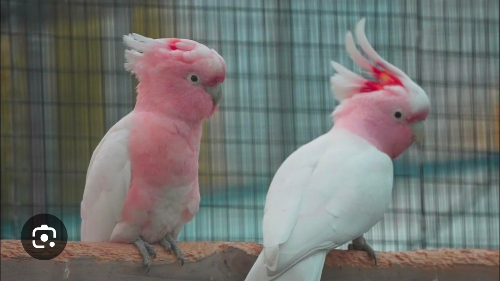 반려동물 대형 앵무 새 퀴즈