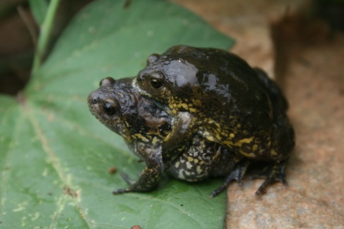 생분기 동물 썸네일