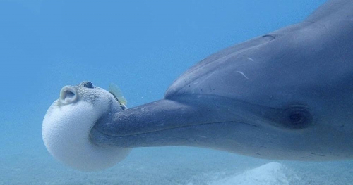 2-1 국어(2-3단원)(Made by Dracena)