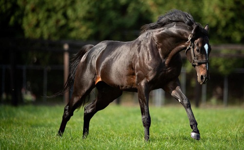 우마무스메 원본마 맞추기 / 난이도 최상 썸네일