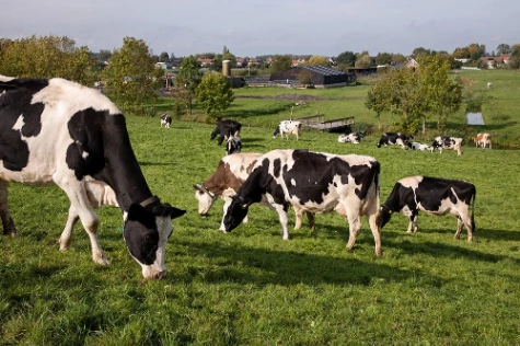 억까 퀴즈 썸네일