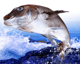 횟집에서 먹는 생선회 맞추기 썸네일