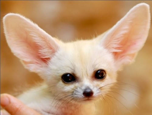 생물 맞추기 퀴즈(어려움)