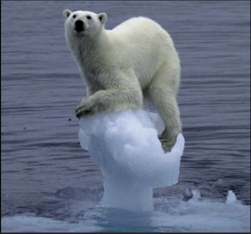 멸종위기종 동물 맞추기  썸네일