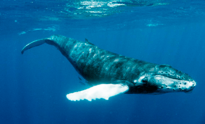 고래 이름 맞추기