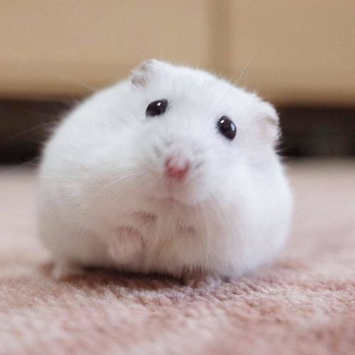 유튜브 햄스터 채널명 맞추기       (전문가용) 썸네일