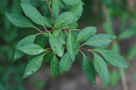 나무맞추기 썸네일