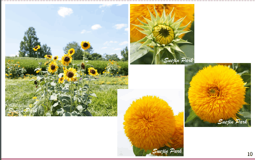 꽃 이름과 종류 맞추기(시험대비) 썸네일