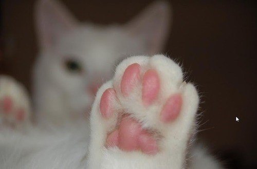 동물 발 마추기 썸네일