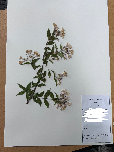 식물분류학 표본퀴즈