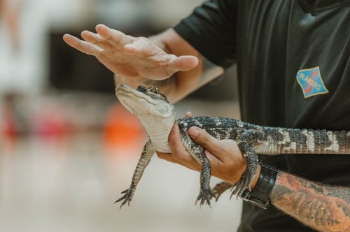 파충류 이름 맞추기! 썸네일