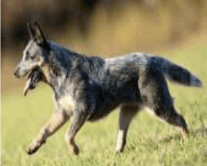 견종 100마리 견종 이름, 원산지 마추기 썸네일