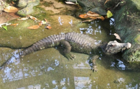 악어 보고 악어 맞히기