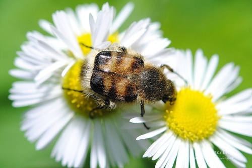 한반도 곤충 다 마추면 만원