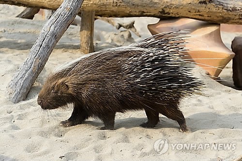 동물맞추기 썸네일
