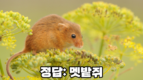 싱글벙글 동물 이름 맞추기 (고수용) 썸네일