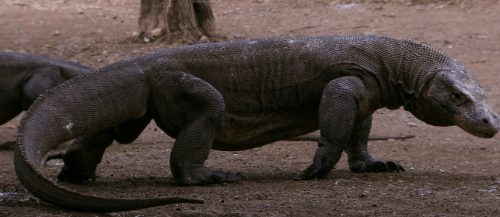 파충류 맞추기 썸네일