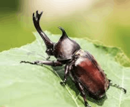 곤충 맞추기 썸네일