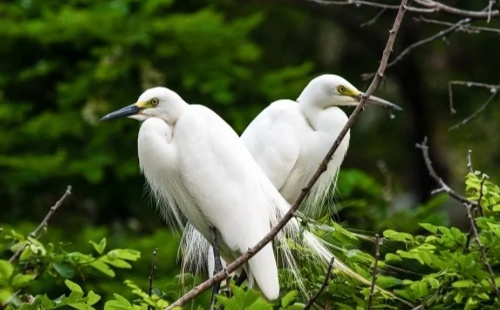 백로과 조류 식별하기 썸네일