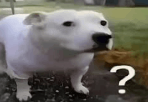 개쌉억까하는 퀴즈