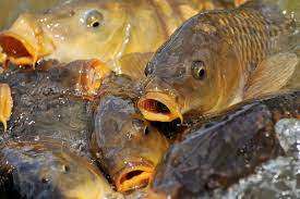 초성만 보고 물고기 어종 맞추기 (바다) 썸네일