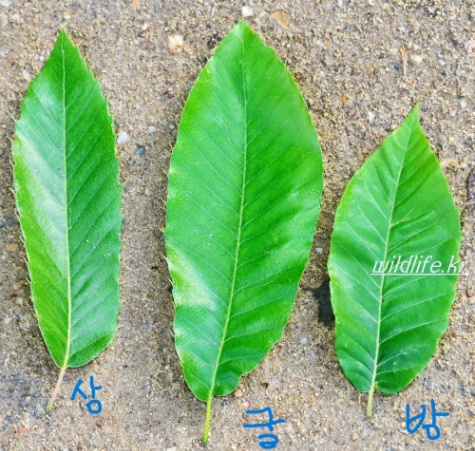 강릉하층식생 썸네일