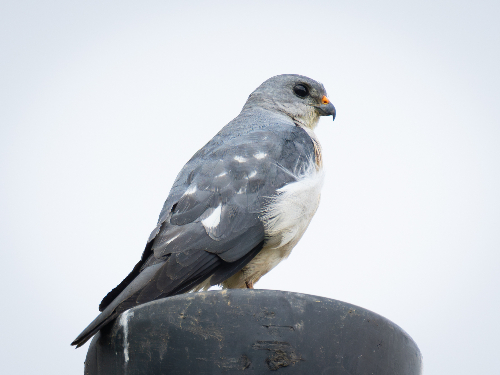 한국의 새 - 야생조류 퀴즈