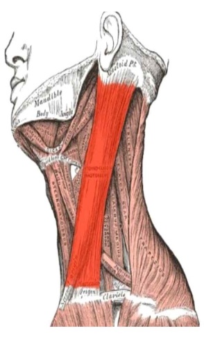 근육 이름 맞추기