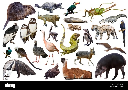 동물맞추기 퀴즈