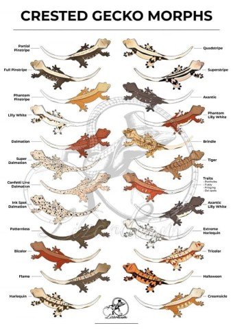 크레스티드게코 모프 맞추기