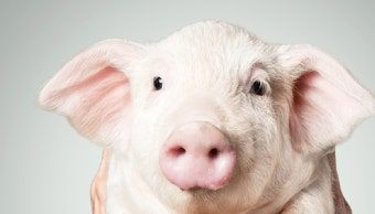 꿀꿀 진격거 썸네일