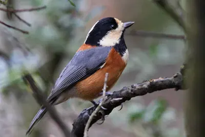 한국의 새(조류)퀴즈!!(어려움)
