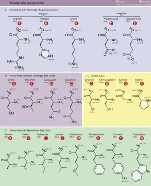 아미노산 맞추기