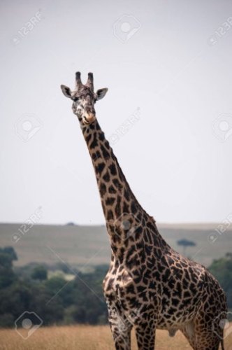 동물보고이름맞추기