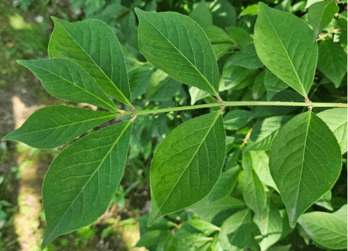 하층식생(양산2)